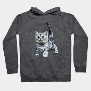 British Shorthair Tabby Cat Kitten Hoodie